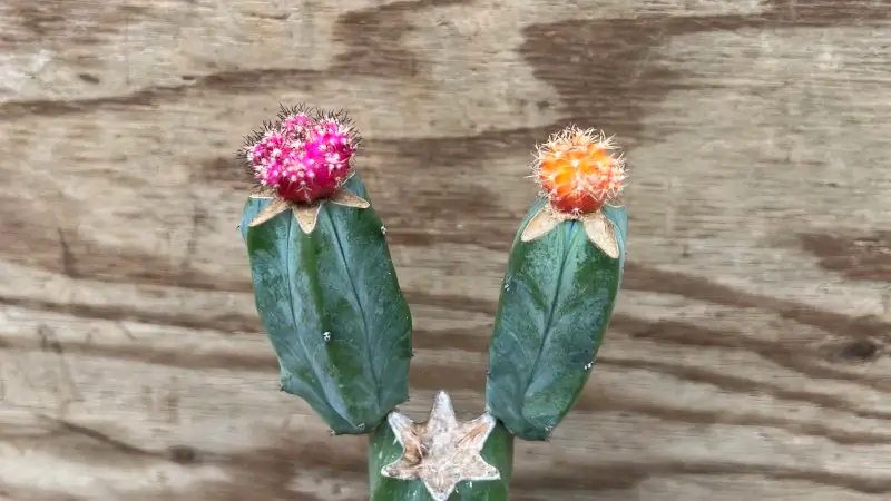 接ぎ木から約5カ月経過