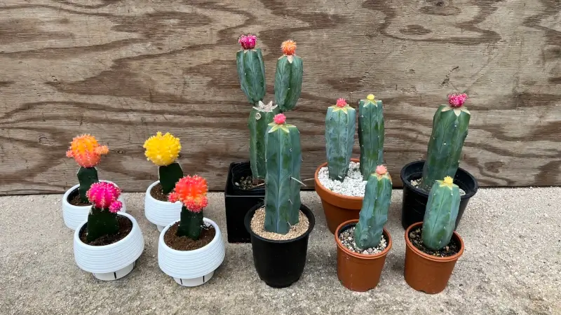 竜神木に接いだ緋牡丹とその親株