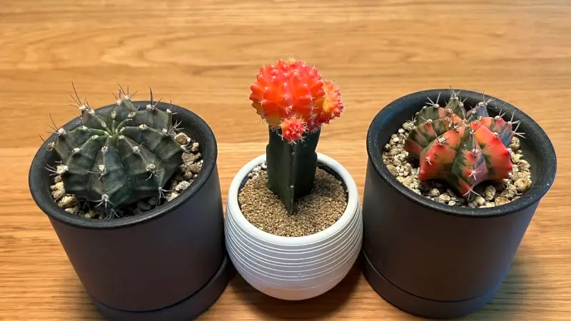 左から牡丹玉、緋牡丹、緋牡丹錦